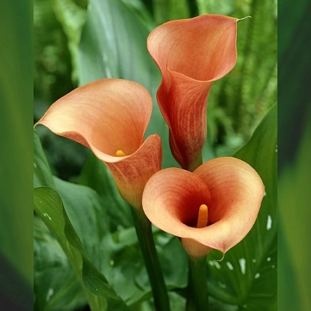 Калла Salmon Калла Salmon