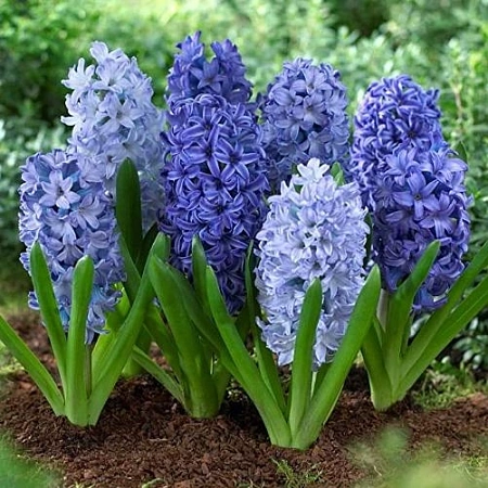 Гиацинт Blue Saphire (2 шт. в уп.)