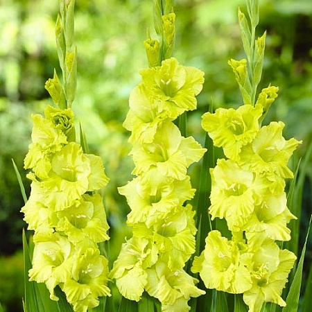 Гладиолус Green Star (уп. 5 шт)