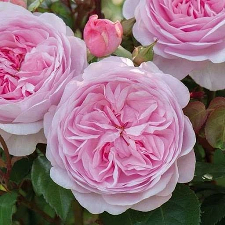 Роза английская Spirit of freedom (горшок C4)