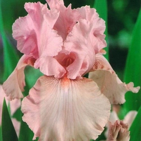 Ирис Germanica Pink Tafette (уп. 1 шт)