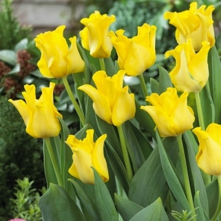 Тюльпан Yellow Crown (5 шт. в уп.)