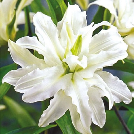Лилия Double Oriental Polar Star Лилия Double Oriental Polar Star