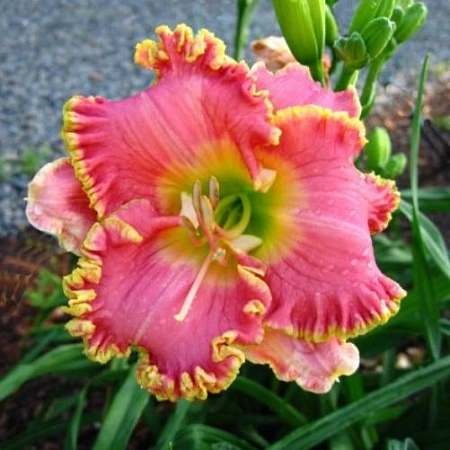 Лилейник Divas Choice (уп. 1 шт) Лилейник Divas Choice (уп. 1 шт)