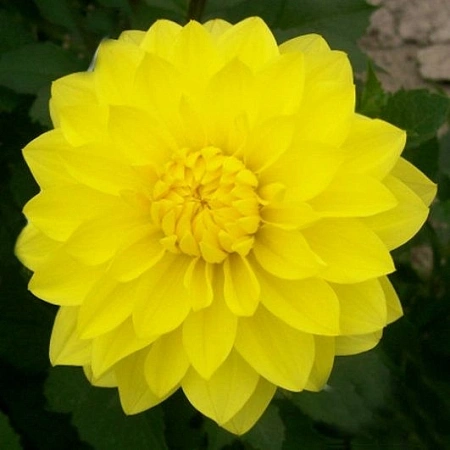 Георгина American Sun