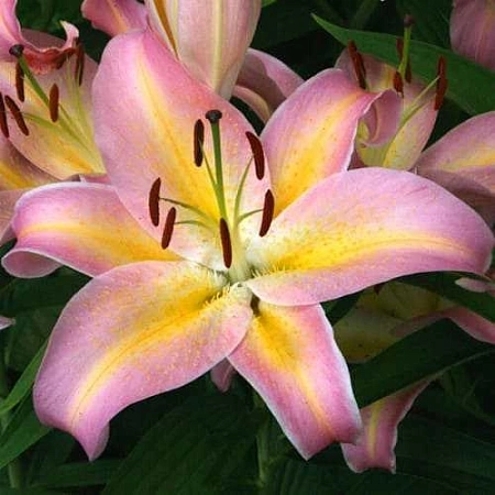 Лилия Hocus Pocus (уп. 1 шт)