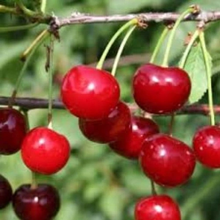 Саженцы Вишни в ассортименте Саженцы Вишни в ассортименте