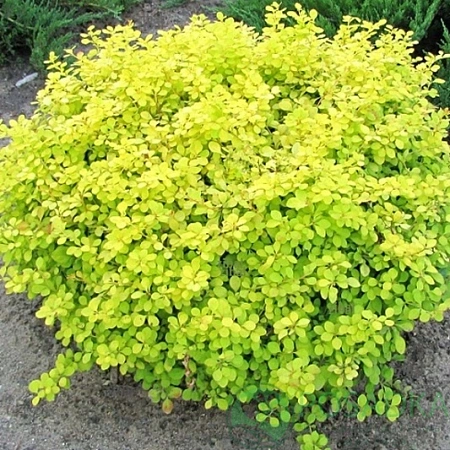 Барбарис Тунберга Golden Zwerg 40-60 см