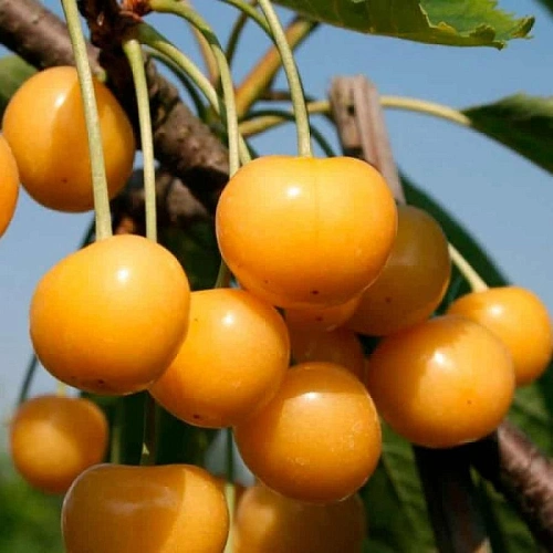 Черешня Чермашная Черешня Чермашная