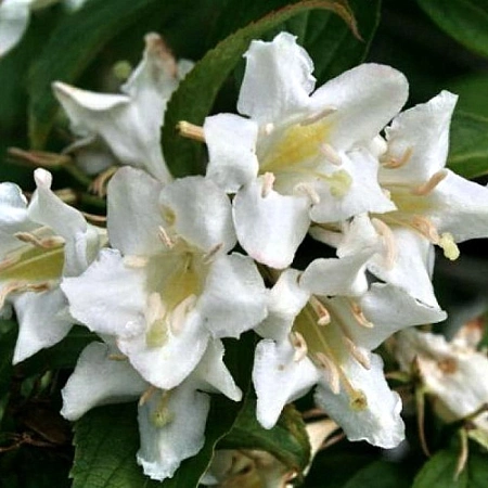 Вейгела Candida 30-50 см Вейгела Candida 30-50 см