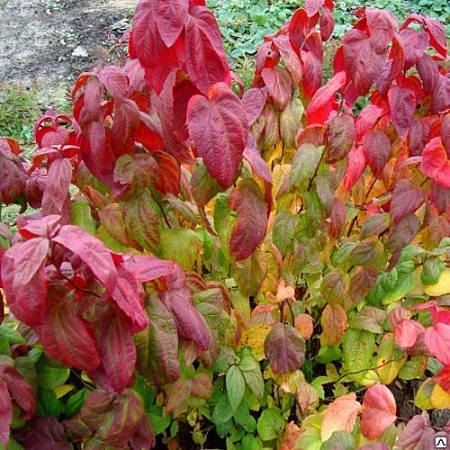 Спирея японская Macrophylla 25-35 см