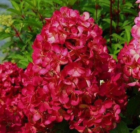 Гортензия Diamant Rouge метельчатая С3, 3-хлетка