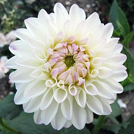 Георгина Wittem (1 шт. в уп.)