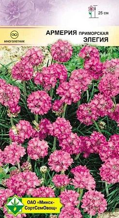 Армерия приморская Элегия, 0,1 г (МССО) Армерия приморская Элегия, 0,1 г (МССО)