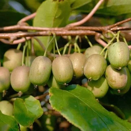 Актинидия Желанная женская C3 Актинидия Желанная женская C3