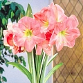 Амариллис Susan Амариллис Susan