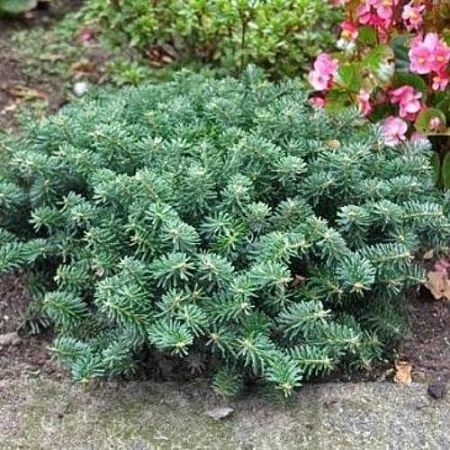 Пихта корейская шаровидная 20-30 см Пихта корейская шаровидная 20-30 см