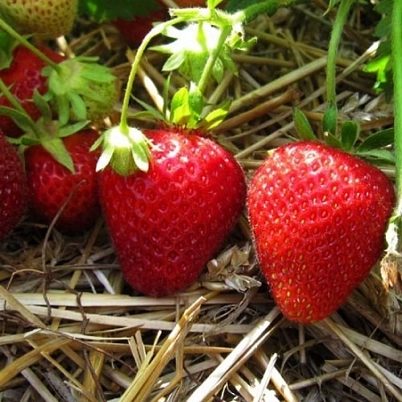 Клубника Флоренс