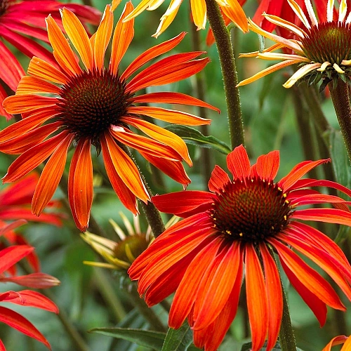 Эхинацея Hot Summer Эхинацея Hot Summer