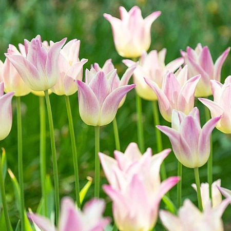 Тюльпан Elegant Lady (5 шт. в уп.)