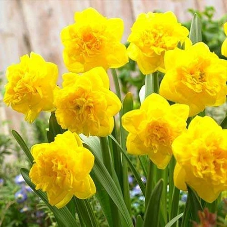 Нарцисс Eastertide (5 шт. в уп.)