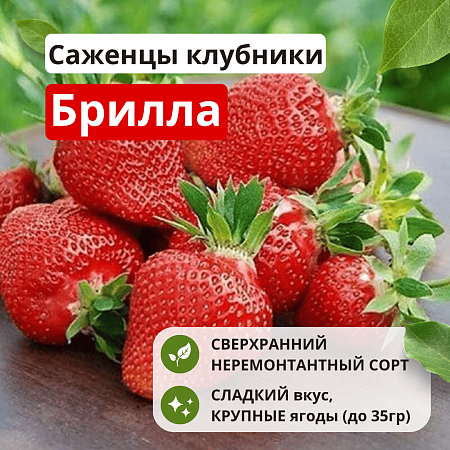 Клубника Брилла Клубника Брилла