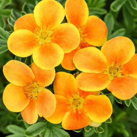 Лапчатка Сансет (Sunset) кустарниковая