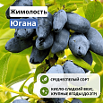 Жимолость Югана съедобная С3