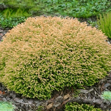 Туя западная Голден Таффет 20-25 см Туя западная Голден Таффет 20-25 см