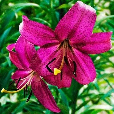 Лилия Purple Marble (уп. 1 шт)