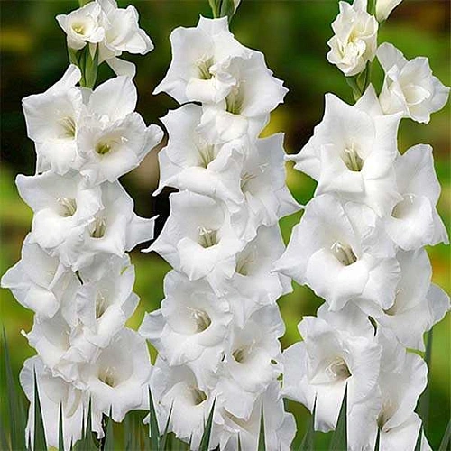 Гладиолус White Prosperity (5 шт. в уп.) Гладиолус White Prosperity (5 шт. в уп.)