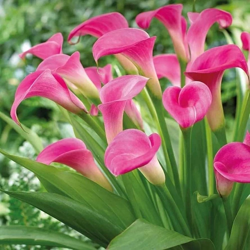 Калла Garnet Glow (уп. 1 шт) Калла Garnet Glow (уп. 1 шт)