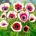 Анемона Bicolor (уп. 15 шт.) Анемона Bicolor (уп. 15 шт.)