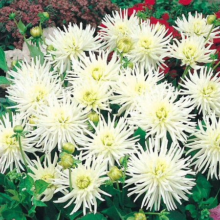 Георгина Border Cactus Playa Blanca