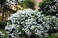 Чубушник Дам Бланш (Dame Blanche) C3 Чубушник Дам Бланш (Dame Blanche) C3