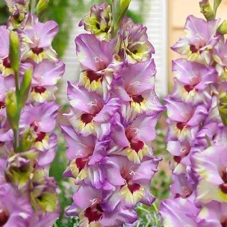 Гладиолус Bono's Memory (уп. 5 шт)