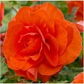 Бегония Double Orange (2 шт. в уп.) Бегония Double Orange (2 шт. в уп.)