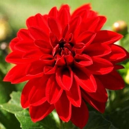 Георгина Gallery Singer (уп. 1 шт)