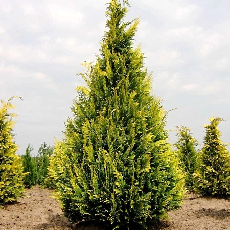 Кипарисовик Лавсона Ивонн 50-70 см