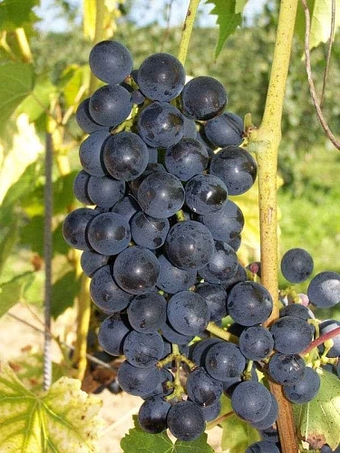 Виноград Мускат Блау Виноград Мускат Блау