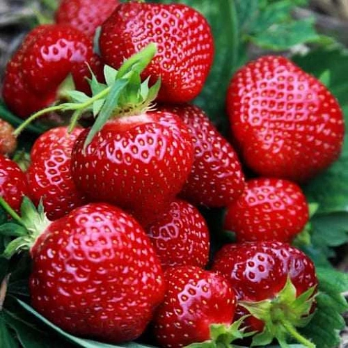 Клубника Прими Клубника Прими