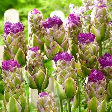 Тюльпан Purple Tower