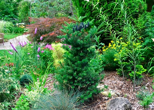 Пихта корейская 100-120 см Пихта корейская 100-120 см