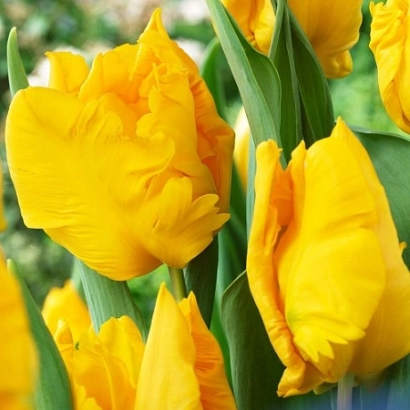 Тюльпан Yoko Parrot (5 шт. в уп.)
