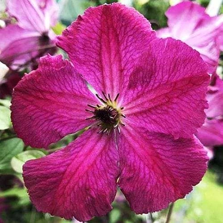 Клематис Кармэнсита