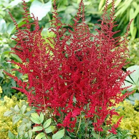 Астильба Glut арендса Астильба Glut арендса