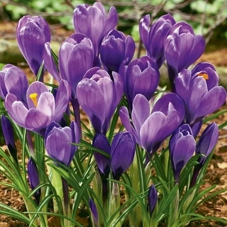 Крокус Grand Maitre