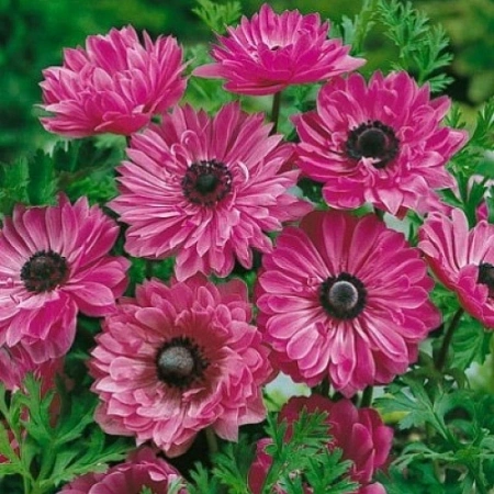 Анемона Сент Бридж Адмирал 1 шт. Анемона Сент Бридж Адмирал 1 шт.