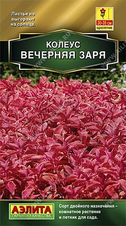 Колеус блюме Вечерняя заря, 10 шт