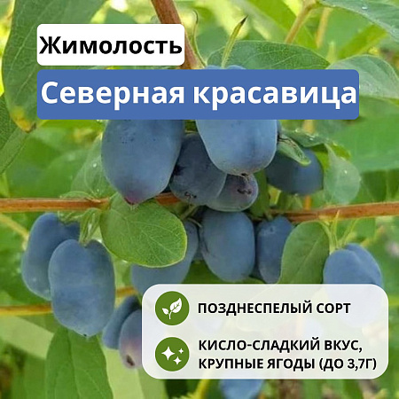 Жимолость Северная красавица съедобная С2